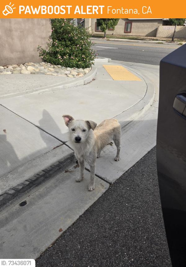 Found/Stray Male Dog last seen El molina and lime avenue, Fontana, CA 92331