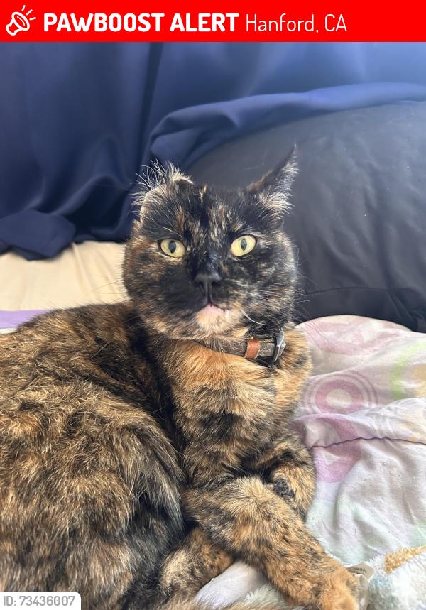 Lost Female Cat last seen Near fernot way kings garden apmts, Hanford, CA 93230