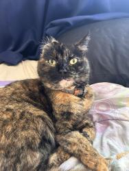 Lost Female Cat last seen Near fernot way kings garden apmts, Hanford, CA 93230