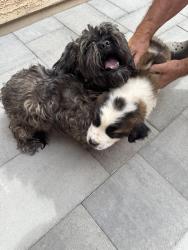 Found/Stray Unknown Dog last seen El Nido Ln & N 124th Ln, Litchfield Park, AZ 85340