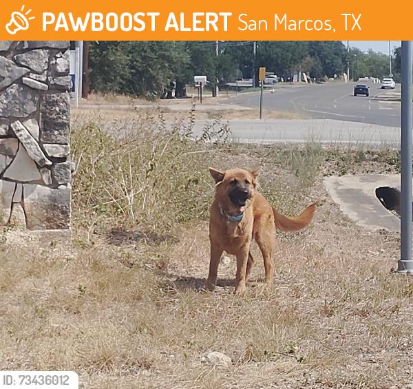 Found/Stray Unknown Dog last seen Old ranch road 12 and country ests drive, San Marcos, TX 78666