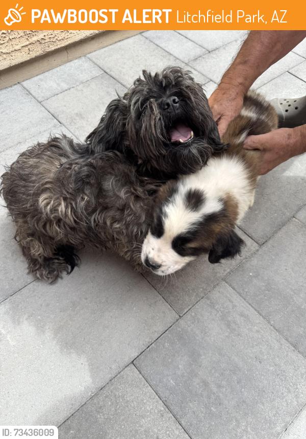 Found/Stray Unknown Dog last seen El Nido Ln & N 124th Ln, Litchfield Park, AZ 85340