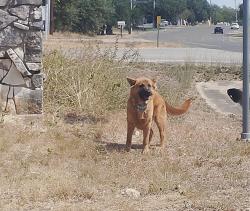 Found/Stray Unknown Dog last seen Old ranch road 12 and country ests drive, San Marcos, TX 78666