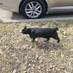 Found/Stray Unknown Cat last seen Legends / Leonard St., Lewisville, TX 75057