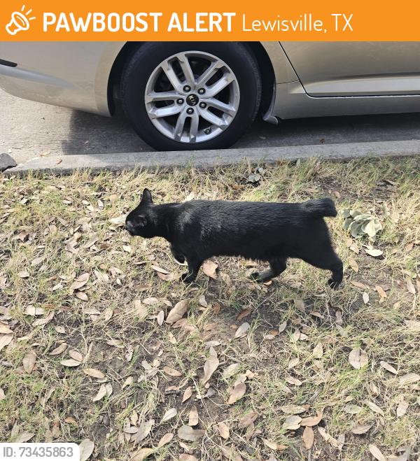 Found/Stray Unknown Cat last seen Legends / Leonard St., Lewisville, TX 75057