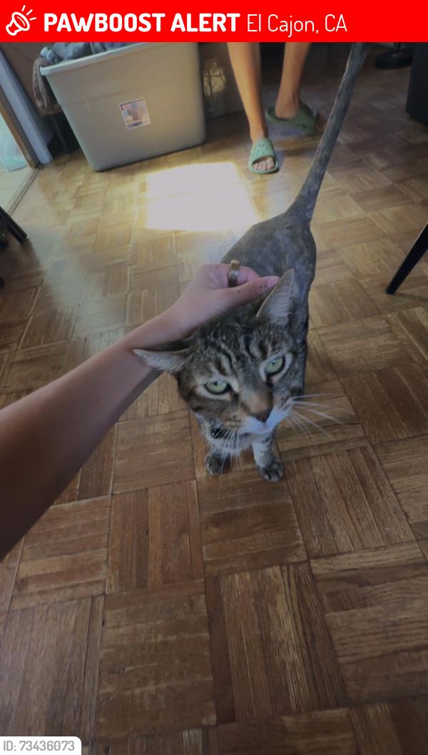 Lost Female Cat last seen Granite hills drive on someones long driveway last known location, El Cajon, CA 92019