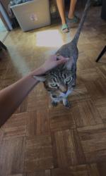 Lost Female Cat last seen Granite hills drive on someones long driveway last known location, El Cajon, CA 92019