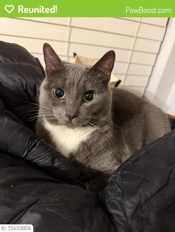 Reunited Female Cat last seen Reed St and Reynolds Rd, De Leon Springs, FL 32130