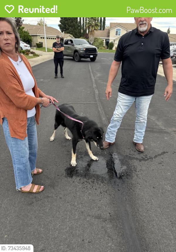 Reunited Female Dog last seen Pleasant Grove, CA 95668, USA, Pleasant Grove, CA 95668