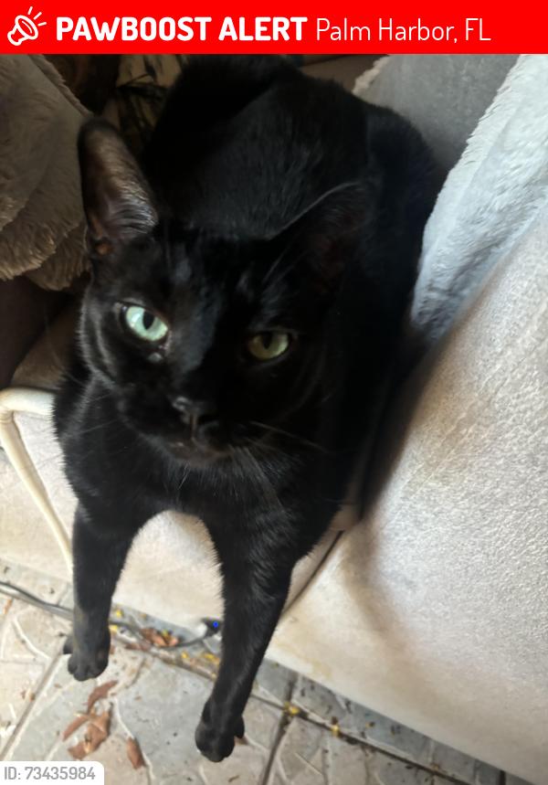Lost Female Cat last seen 14th street, Palm Harbor, FL 34683