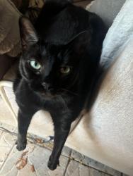 Lost Female Cat last seen 14th street, Palm Harbor, FL 34683