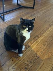 Reunited Male Cat last seen 3rd Street, Los Angeles, CA 90004