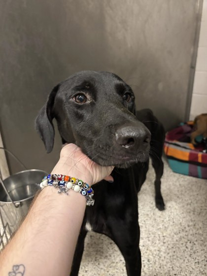Shelter Stray Female Dog last seen Near Big Bear Court, Palmetto, GA, 1251 Fulton Industrial Blvd NW, Atlanta, GA 30336, USA