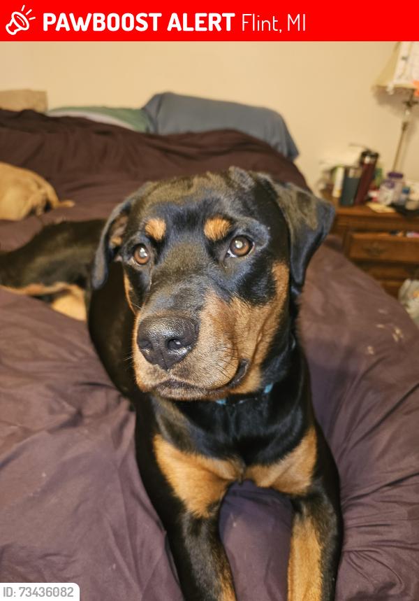 Lost Female Dog last seen Mclure and western, Flint, MI 48506