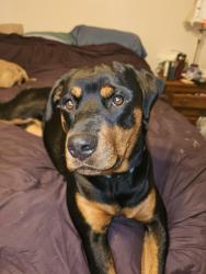 Lost Female Dog last seen Mclure and western, Flint, MI 48506