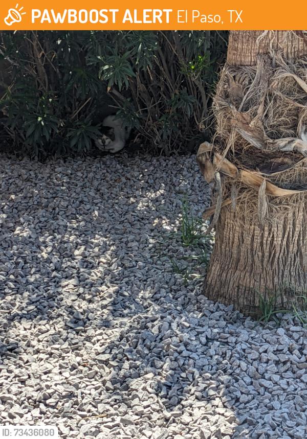 Found/Stray Unknown Cat last seen Pellicano and Rudy Montoya, El Paso, TX 79936
