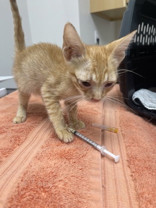 Shelter Stray Male Cat last seen Greenshank way at rosefinch way, Rancho Cordova, CA, 6201 Florin Perkins Rd, Sacramento, CA 95828, USA