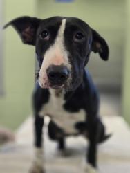 Shelter Stray Female Dog last seen Near Lone Oak Ln, Longview, City of, TX, 303 H G Mosley Pkwy, Longview, TX 75604, USA