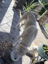 Found/Stray Female Dog last seen Griffins gate lane, Greensboro, Greensboro, NC 27407