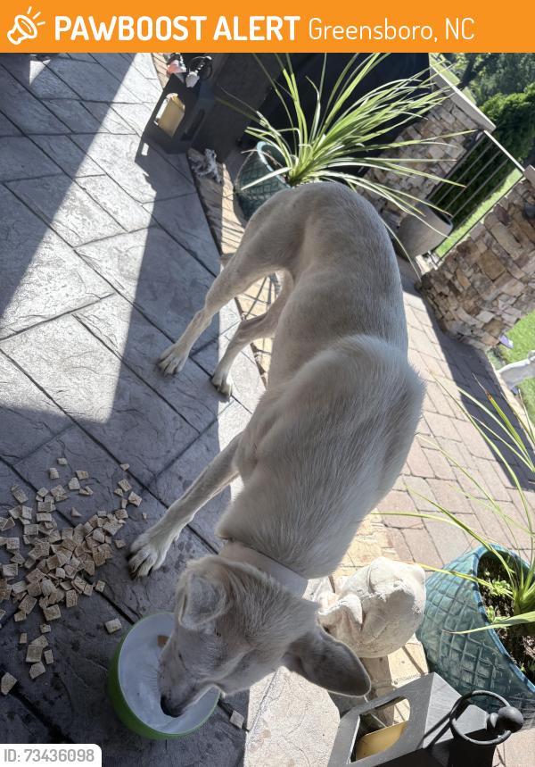 Found/Stray Female Dog last seen Griffins gate lane, Greensboro, Greensboro, NC 27407