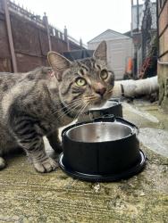 Reunited Male Cat last seen Jefferson Avenue and Wilson Avenue, Brooklyn, NY 11221