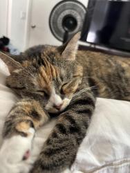 Lost Female Cat last seen Bloomington and Riverside Ave, Rialto, CA 92376