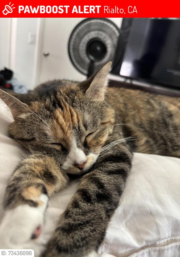 Lost Female Cat last seen Bloomington and Riverside Ave, Rialto, CA 92376