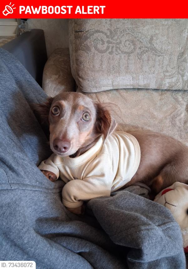 Lost Male Dog last seen I, 5 northbound and Templin hwy exit, Los Angeles County, CA 91384