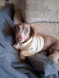 Lost Male Dog last seen I, 5 northbound and Templin hwy exit, Los Angeles County, CA 91384