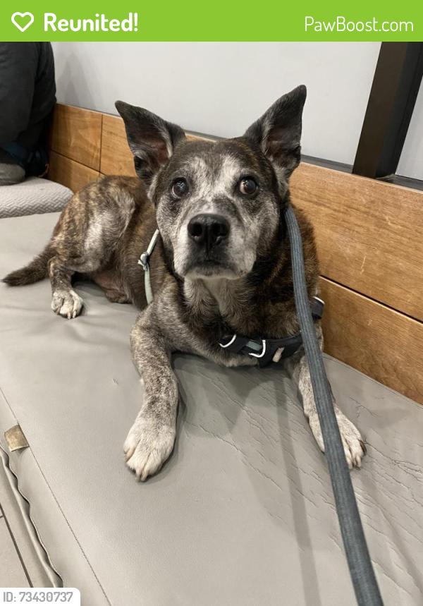 Reunited Male Dog last seen Lake Merritt, Oakland, CA 94606
