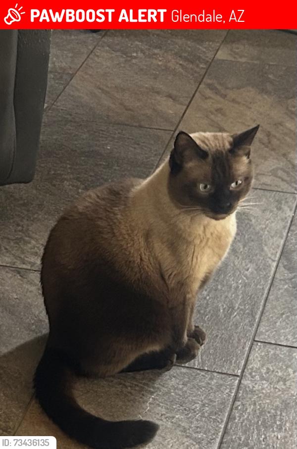 Lost Male Cat last seen 51st Ave Bell Road, Glendale, AZ 85308