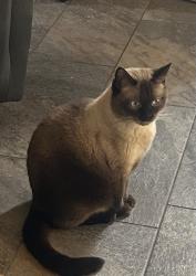 Lost Male Cat last seen 51st Ave Bell Road, Glendale, AZ 85308