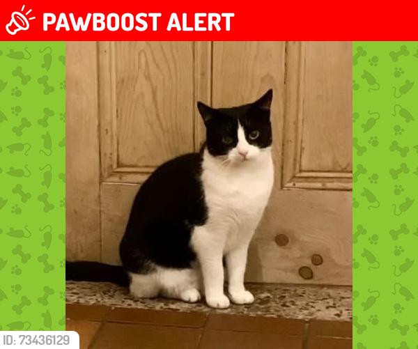 Lost Female Cat last seen St Luke’s Church, Willaston, England CW5 6QA