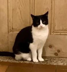 Lost Female Cat last seen St Luke’s Church, Willaston, England CW5 6QA