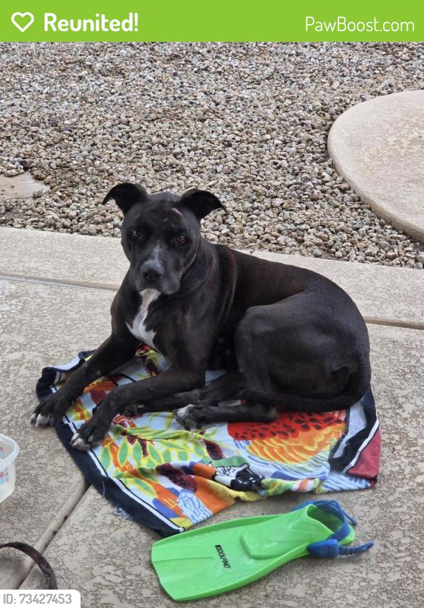 Reunited Male Dog last seen Broadway and miller, Buckeye, AZ 85326