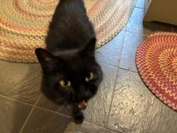 Found/Stray Unknown Cat last seen George Wright Road, Woolwich, ME 04579