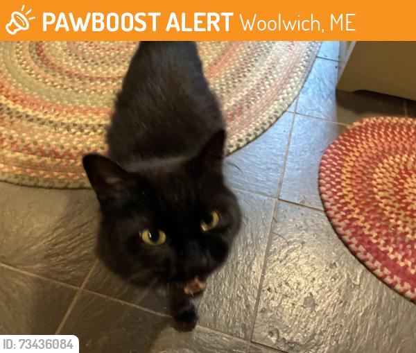 Found/Stray Unknown Cat last seen George Wright Road, Woolwich, ME 04579