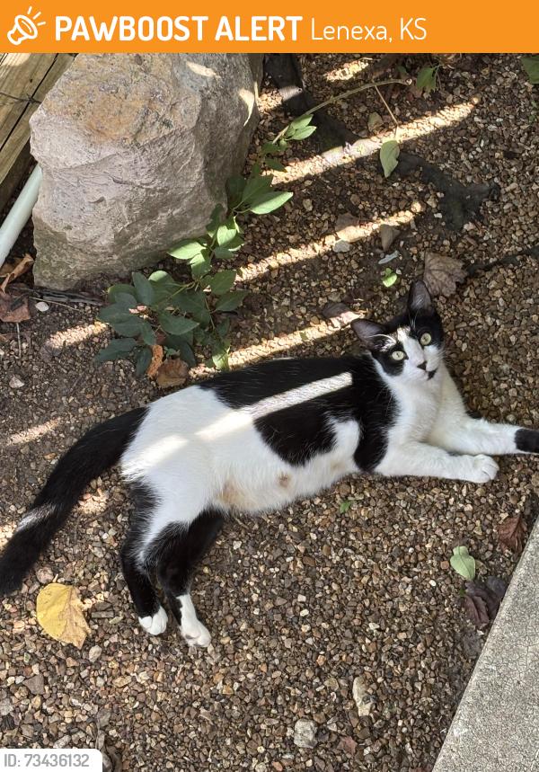 Found/Stray Female Cat last seen 93rd and lackman, Lenexa, KS 66215