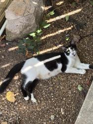 Found/Stray Female Cat last seen 93rd and lackman, Lenexa, KS 66215