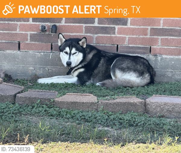 Found/Stray Unknown Dog last seen Grassy Hill Ln, Spring, TX 77388