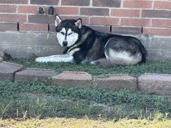Found/Stray Unknown Dog last seen Grassy Hill Ln, Spring, TX 77388