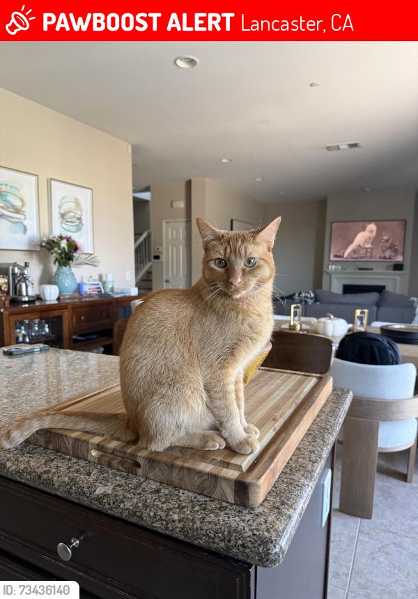Lost Male Cat last seen Avenue J-4, near East Side High School, Lancaster, CA 93535