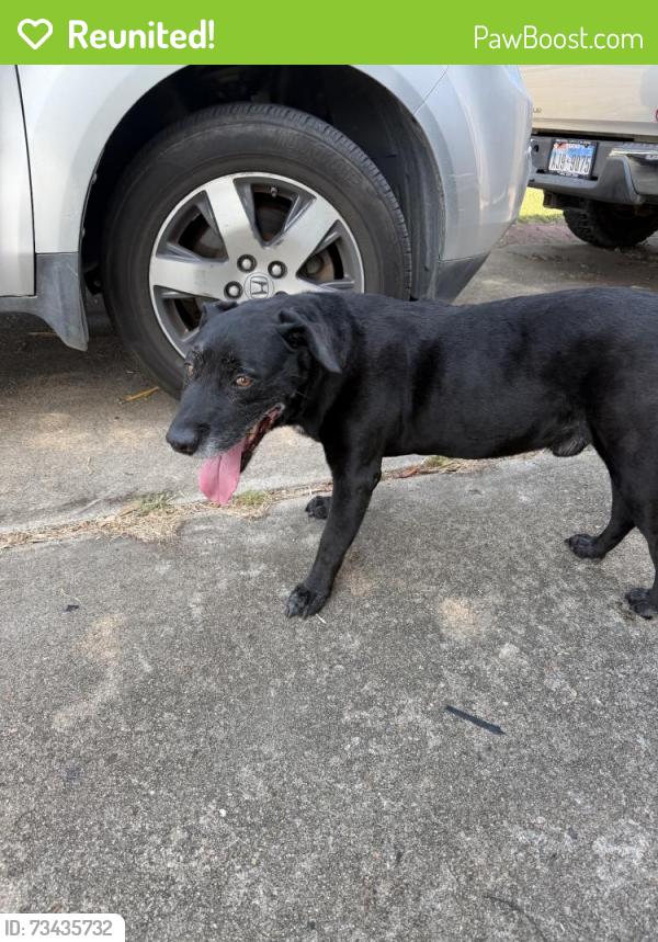 Reunited Male Dog last seen Near Country Rd, Pasadena, TX 77505, USA, Pasadena, TX 77505