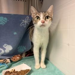 Shelter Stray Female Cat last seen Near Daily Drive, SAN LEANDRO, CA, 94577, 8323 Baldwin St, Oakland, CA 94621, USA