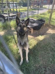 Found/Stray Male Dog last seen Wears valley rd, Townsend, TN 37882