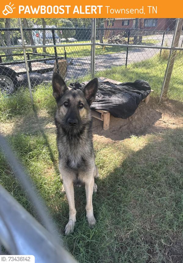 Found/Stray Male Dog last seen Wears valley rd, Townsend, TN 37882