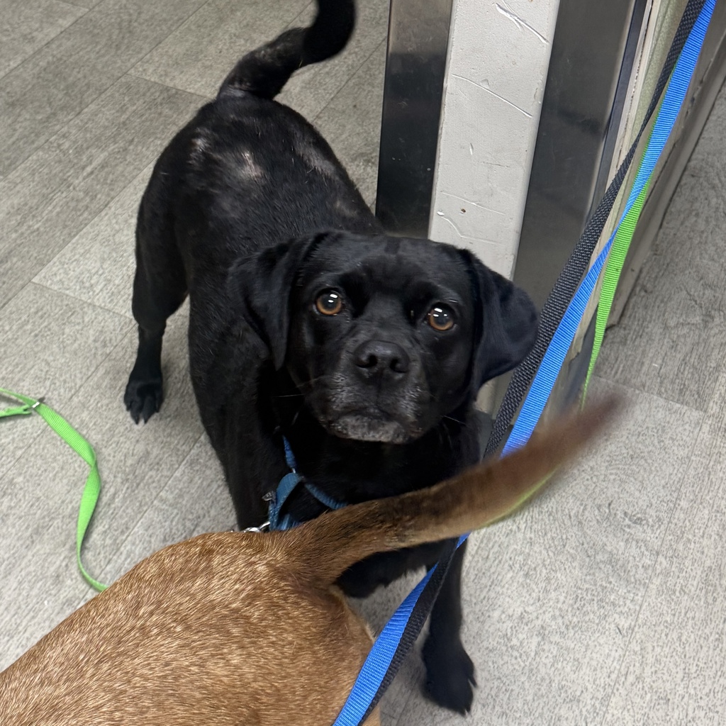 Shelter Stray Female Dog last seen Virgo Street, San Diego, CA, 92105, 5500 Gaines St, San Diego, CA 92110, USA