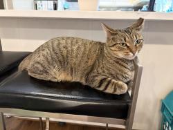 Lost Female Cat last seen Hardwick & Gaynor, Charlotte, NC 28211