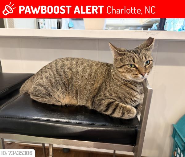 Lost Female Cat last seen Hardwick & Gaynor, Charlotte, NC 28211