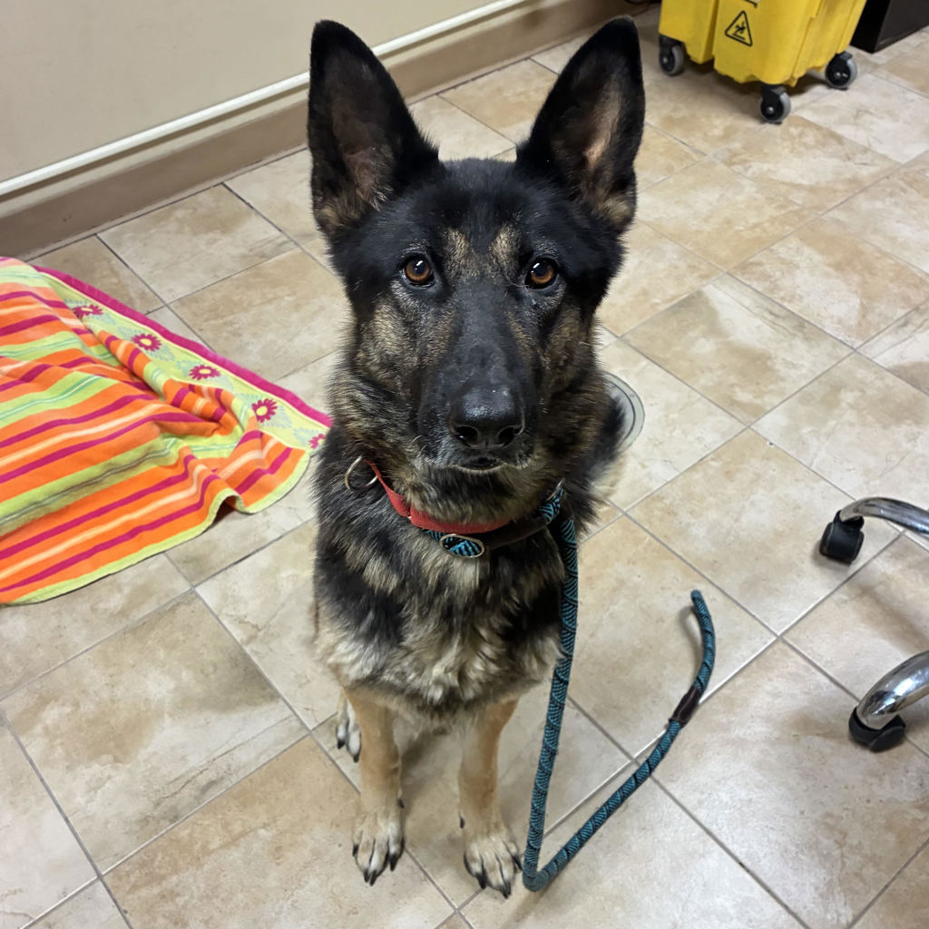 Shelter Stray Female Dog last seen SW Indian John Pl & SW 25th, TROUTDALE, OR, 97060, 1700 W Historic Columbia River Hwy, Troutdale, OR 97060, USA